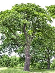 Attēlu rezultāti vaicājumam “Quercus”