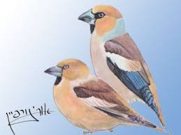 Attēlu rezultāti vaicājumam “Coccothraustes coccothraustes adult”
