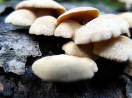 Attēlu rezultāti vaicājumam “Panellus stipticus”