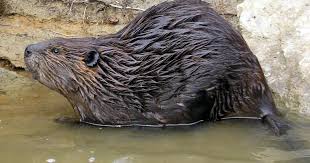 Image result for Beaver Sc