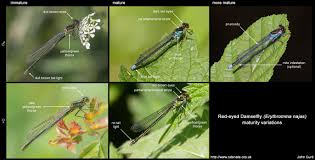 Attēlu rezultāti vaicājumam “Erythromma najas”