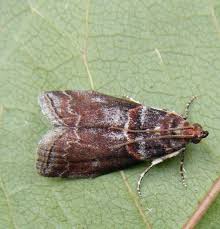 Attēlu rezultāti vaicājumam “Acrobasis advenella”