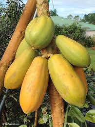 Image result for Carica papaya
