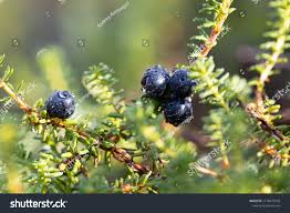 Attēlu rezultāti vaicājumam “Empetrum nigrum fruit”