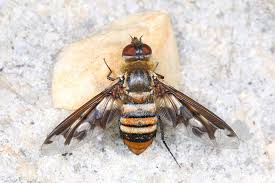 Attēlu rezultāti vaicājumam “Bombyliidae”