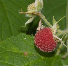 Attēlu rezultāti vaicājumam “Rubus parviflorus fruit”