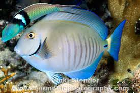 Image result for Acanthurus chirurgus