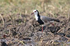 Attēlu rezultāti vaicājumam “Vanellus vanellus adult”