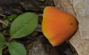 Attēlu rezultāti vaicājumam “Hygrocybe pseudoconica”