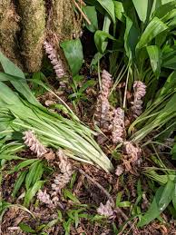 Attēlu rezultāti vaicājumam “Lathraea squamaria fruit”