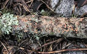 Attēlu rezultāti vaicājumam “Aleurodiscus amorphus”