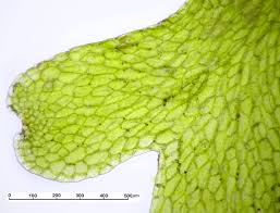 Attēlu rezultāti vaicājumam “Riccardia multifida”