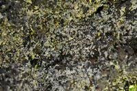 Attēlu rezultāti vaicājumam “Nardia geoscyphus”