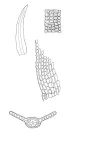 Attēlu rezultāti vaicājumam “Gymnostomum calcareum”