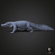 Image result for Alligator mississippiensis