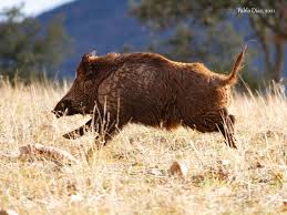 Attēlu rezultāti vaicājumam “Sus scrofa”