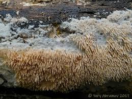 Attēlu rezultāti vaicājumam “Hydnocristella himantia”