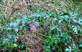 Attēlu rezultāti vaicājumam “Peucedanum oreoselinum leaf”