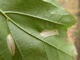 Attēlu rezultāti vaicājumam “Phyllonorycter platanoidella”