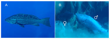 Image result for Mycteroperca rubra