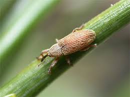 Attēlu rezultāti vaicājumam “Brachonyx pineti”