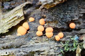 Attēlu rezultāti vaicājumam “Lycogala botrydium young”