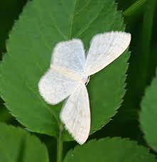 Attēlu rezultāti vaicājumam “Scopula floslactata”