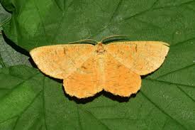 Attēlu rezultāti vaicājumam “Angerona prunaria”