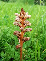 Attēlu rezultāti vaicājumam “Orobanche elatior bud”