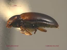 Attēlu rezultāti vaicājumam “Triplax aenea”