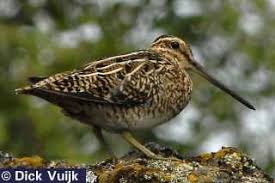 Image result for Gallinago gallinago