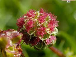 Attēlu rezultāti vaicājumam “Poterium sanguisorba flower”
