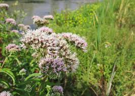 Image result for Eupatorium cannabinum