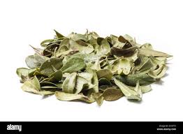 Attēlu rezultāti vaicājumam “Arctostaphylos uva-ursi leaf”