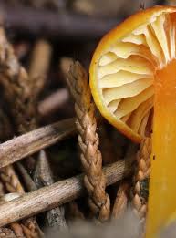 Attēlu rezultāti vaicājumam “Hyphodiscus hymeniophilus”