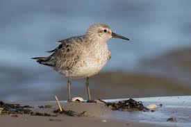 Attēlu rezultāti vaicājumam “Calidris canutus adult”