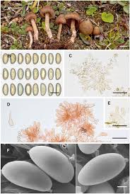 Attēlu rezultāti vaicājumam “Badhamiopsis praetermissa spores”