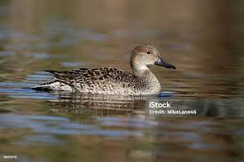 Image result for Anas acuta