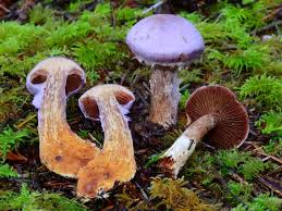 Attēlu rezultāti vaicājumam “Cortinarius traganus”