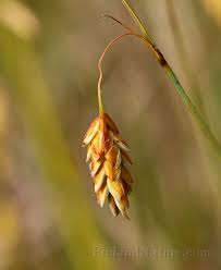 Attēlu rezultāti vaicājumam “Carex limosa”