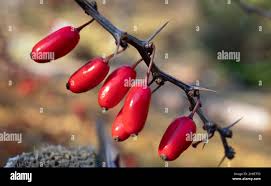 Attēlu rezultāti vaicājumam “Berberis thunbergii fruit”