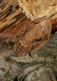 Attēlu rezultāti vaicājumam “Lepyronia coleoptrata”