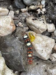 Attēlu rezultāti vaicājumam “Moma alpium”