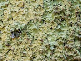 Attēlu rezultāti vaicājumam “Flavoparmelia caperata”