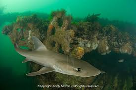 Image result for Mustelus canis