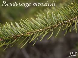 Attēlu rezultāti vaicājumam “Pseudotsuga menziesii flower”