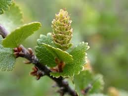 Attēlu rezultāti vaicājumam “Betula nana leaf”