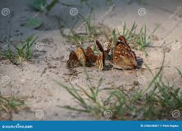 Attēlu rezultāti vaicājumam “Lycaena hippothoe male”