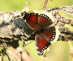 Attēlu rezultāti vaicājumam “Nymphalis antiopa upperside”