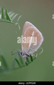Attēlu rezultāti vaicājumam “Agrodiaetus damon underside”
